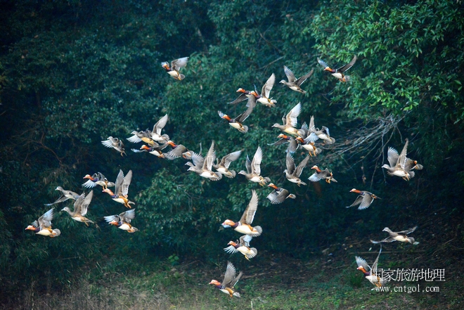 進入初冬，大批野生鴛鴦陸續(xù)飛抵江西婺源縣賦春鎮(zhèn)鴛鴦湖越冬，小精靈們在湖面上或相互依偎、卿卿我我；或隨波逐流、嬉戲打鬧，悠閑自在生活在青山綠水之間，優(yōu)良的水域和豐富的湖畔闊葉林，為鴛鴦過冬提供良好生存環(huán)境，婺源鴛鴦湖已成為亞洲最大的野生鴛鴦越冬棲息地。（攝于12月4日下午）