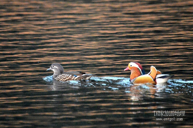 進入初冬，大批野生鴛鴦陸續(xù)飛抵江西婺源縣賦春鎮(zhèn)鴛鴦湖越冬，小精靈們在湖面上或相互依偎、卿卿我我；或隨波逐流、嬉戲打鬧，悠閑自在生活在青山綠水之間，優(yōu)良的水域和豐富的湖畔闊葉林，為鴛鴦過冬提供良好生存環(huán)境，婺源鴛鴦湖已成為亞洲最大的野生鴛鴦越冬棲息地。（攝于12月4日下午）